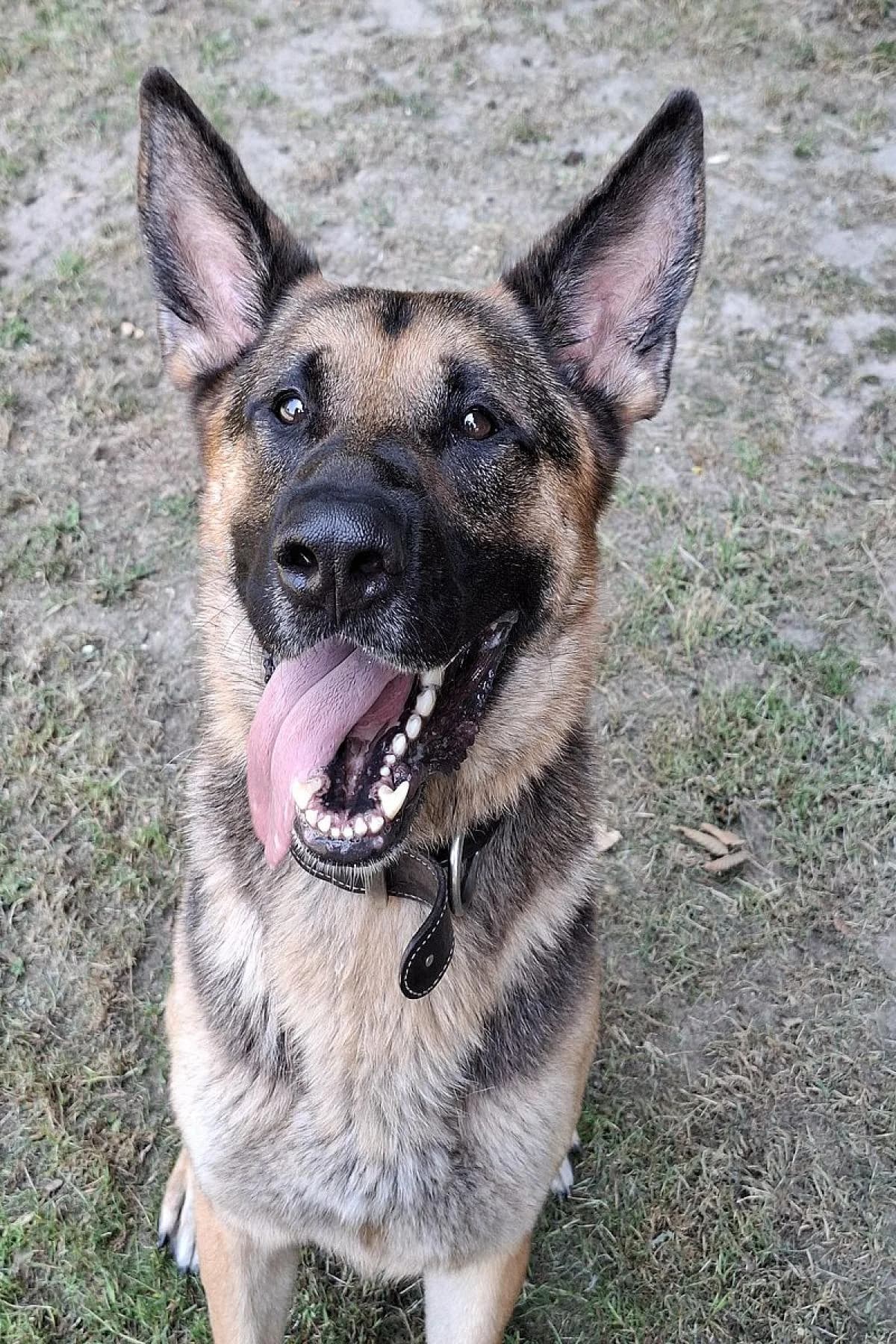 Ruki, schwarz-braun male German Shepherd for adoption at Tierheim Bochum, Bochum — photo 4 of 7