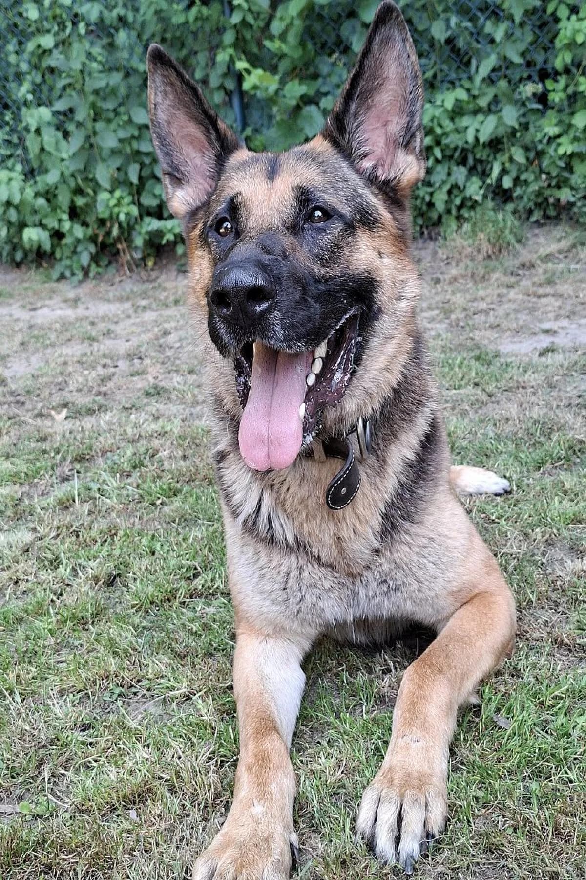 Ruki, schwarz-braun male German Shepherd for adoption at Tierheim Bochum, Bochum — photo 5 of 7