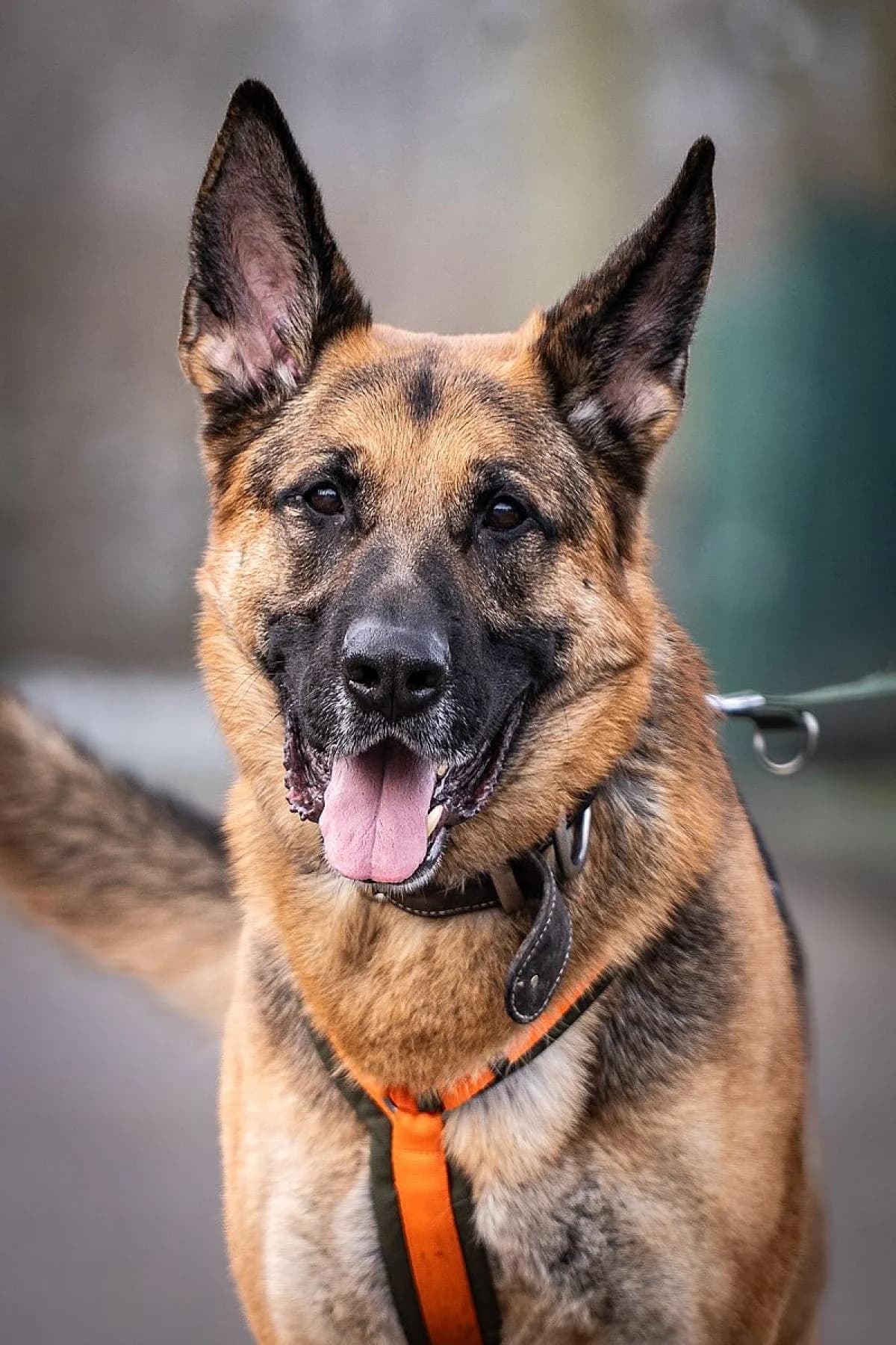 Ruki, schwarz-braun male German Shepherd for adoption at Tierheim Bochum, Bochum — photo 6 of 7