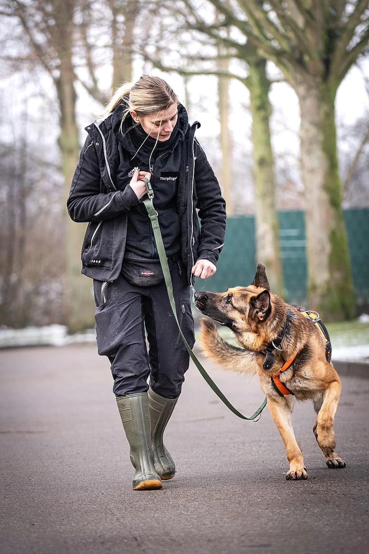 Ruki, schwarz-braun male German Shepherd for adoption at Tierheim Bochum, Bochum — photo 7 of 7