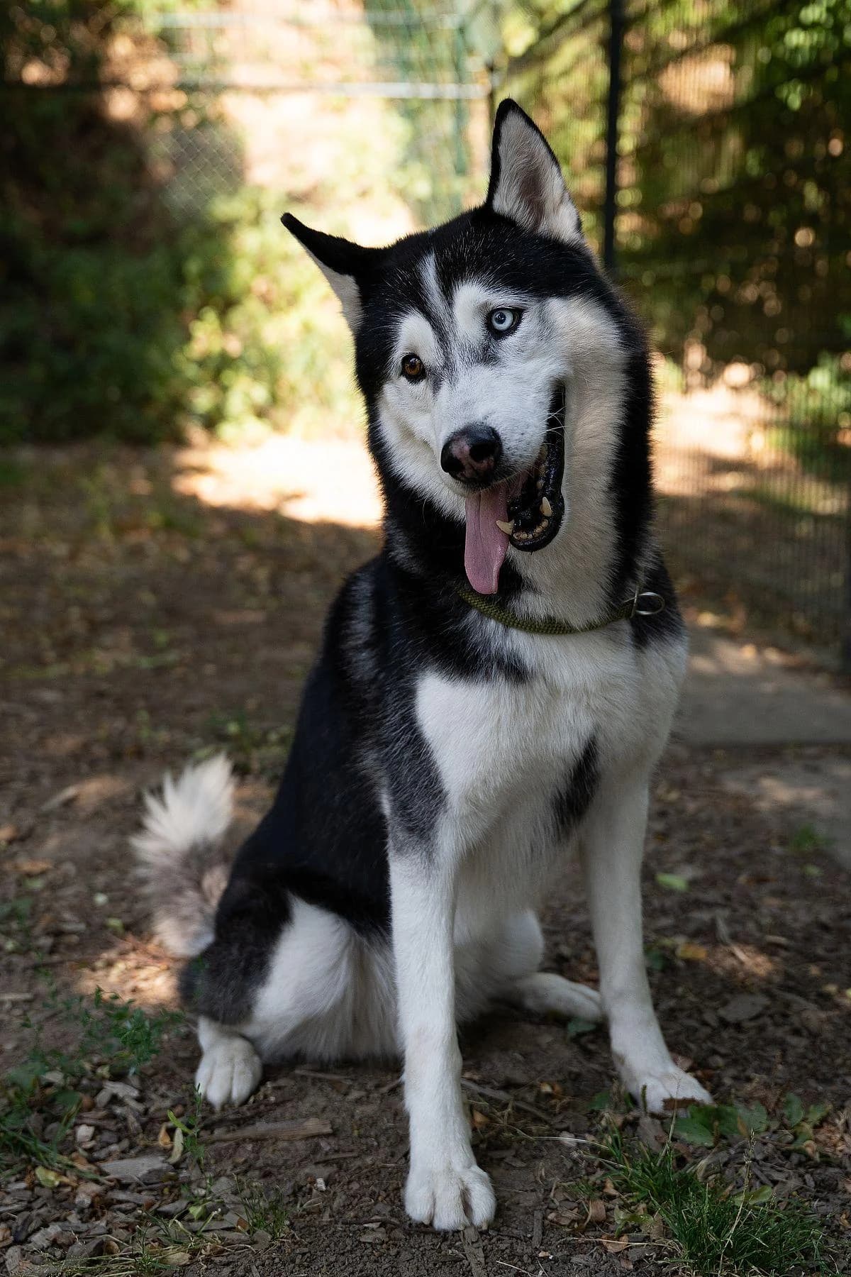 Tito, schwarz weiß male 5yo Husky for adoption at Tierheim Bochum, Bochum