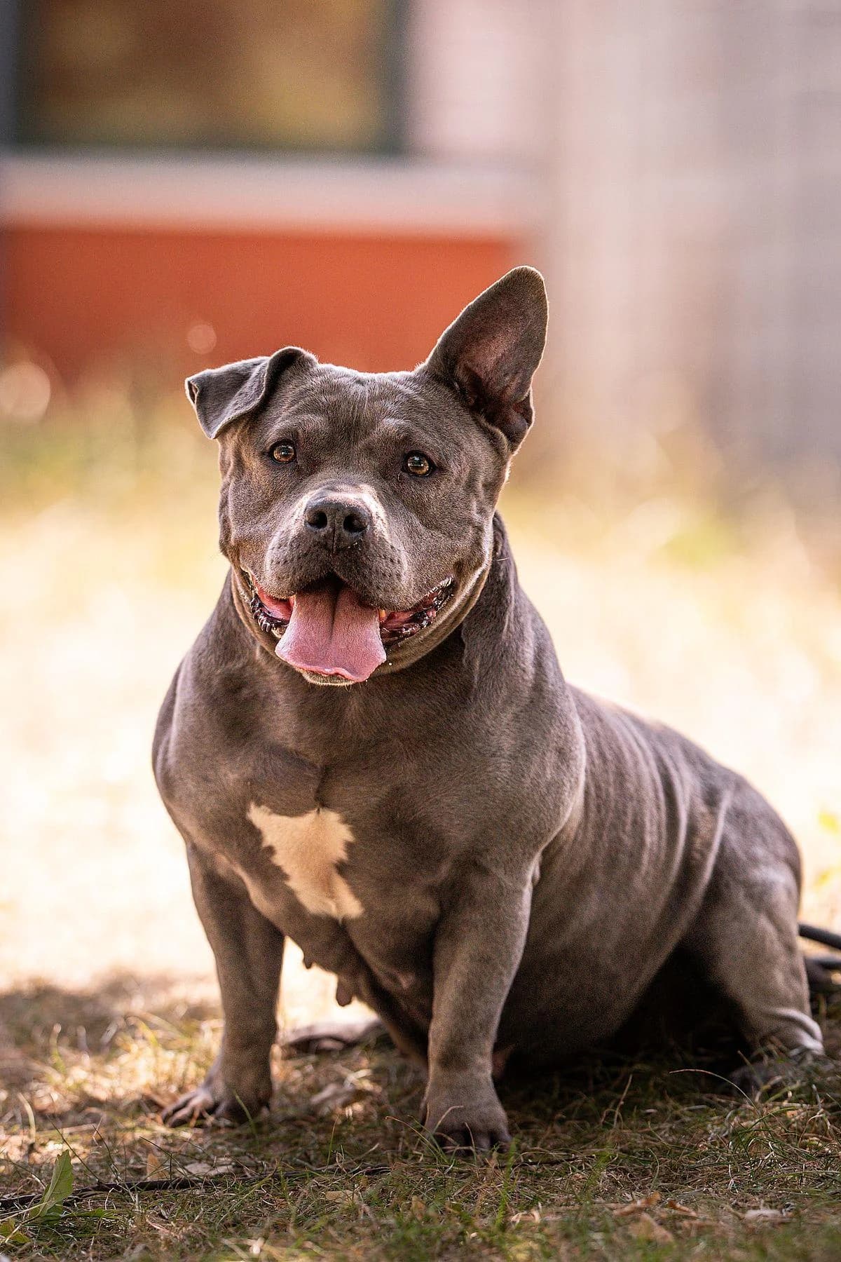 Vanilla, blau female senior Staffordshire Bull Terrier for adoption at Tierheim Bochum, Bochum