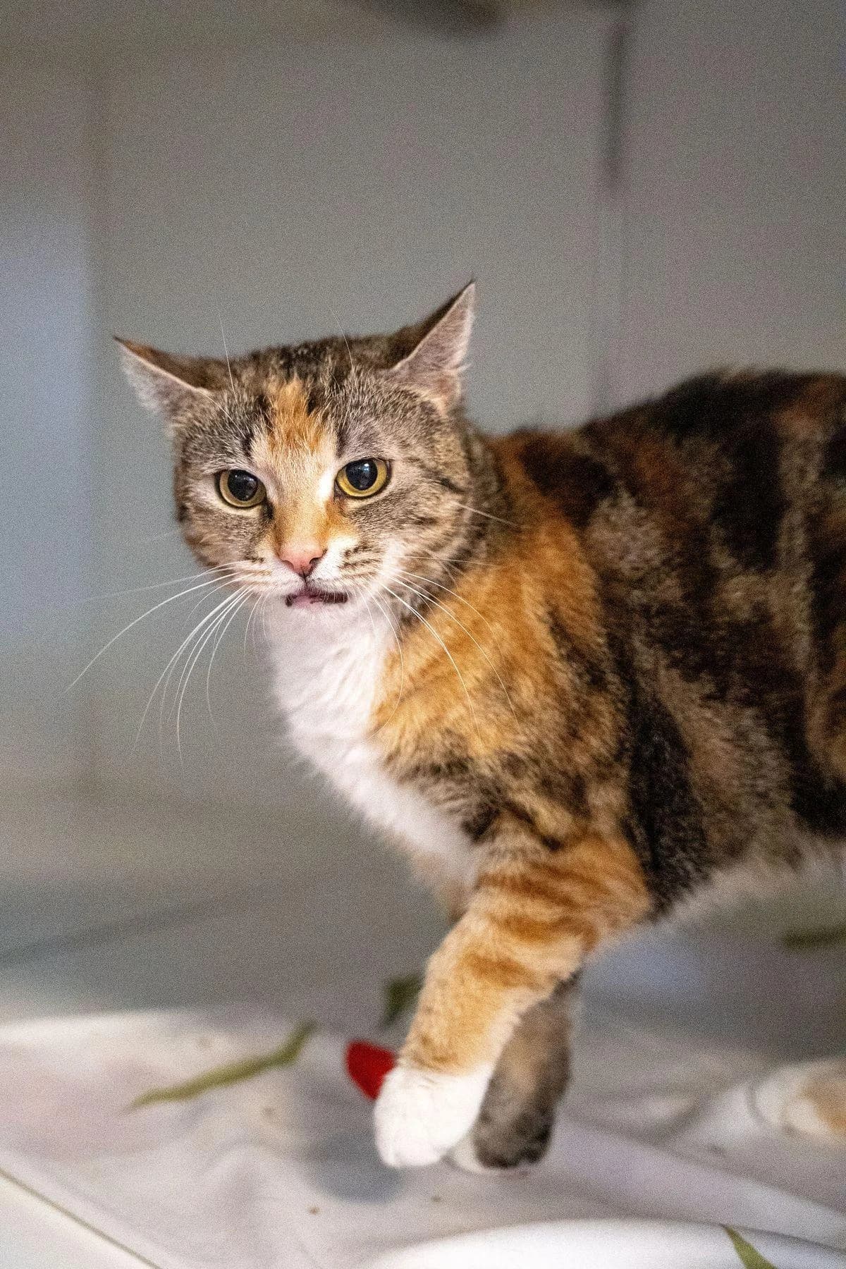 Vera, tricolor female 6yo mixed breed for adoption at Tierheim Bochum, Bochum