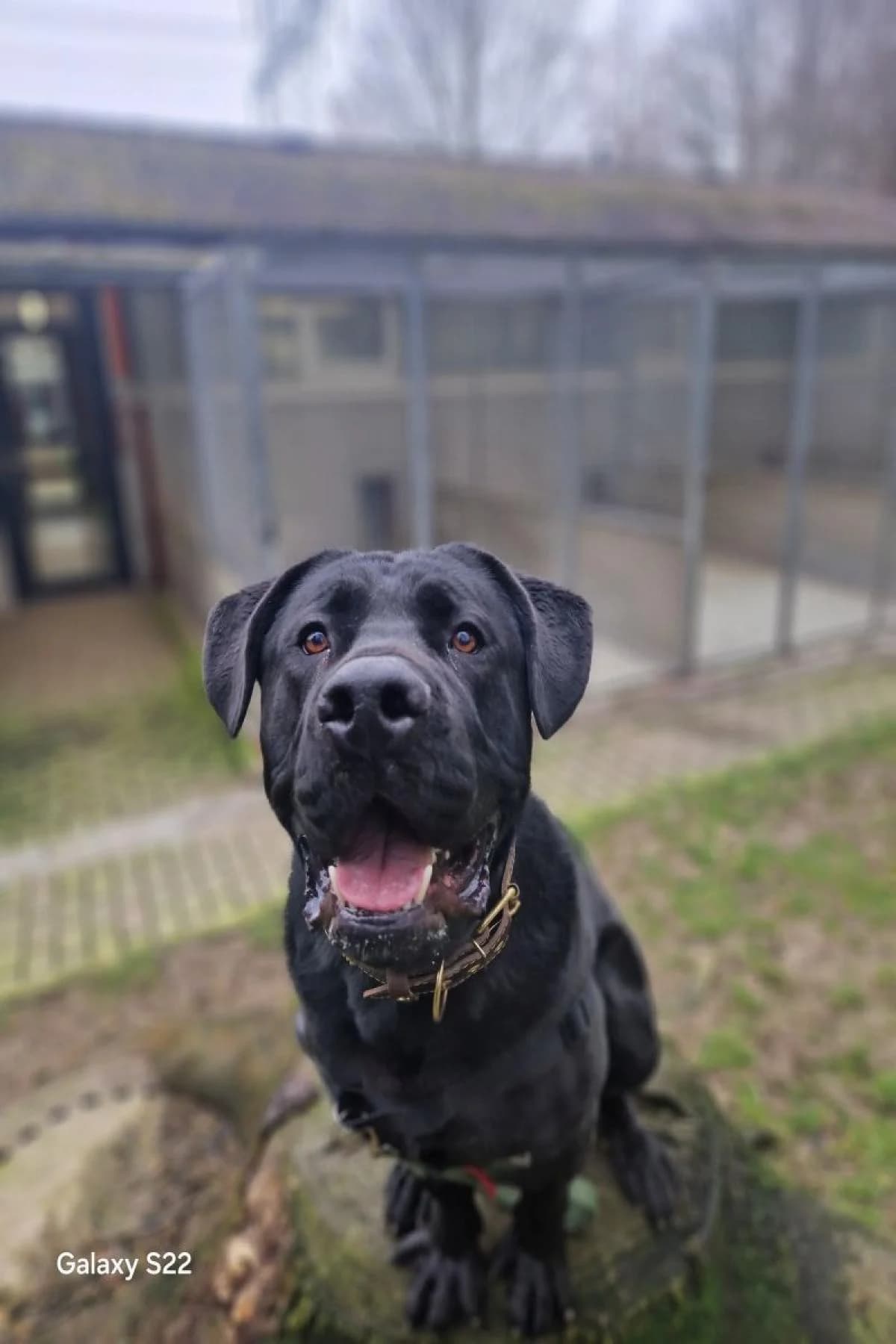 Winnie Puh, schwarz male Mixed Breed for adoption at Tierheim Bochum, Bochum