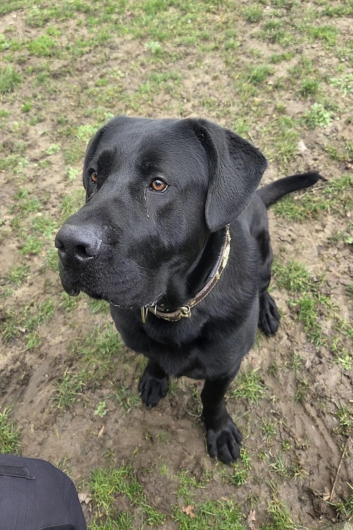Winnie Puh, schwarz male Mixed Breed for adoption at Tierheim Bochum, Bochum — photo 2 of 5