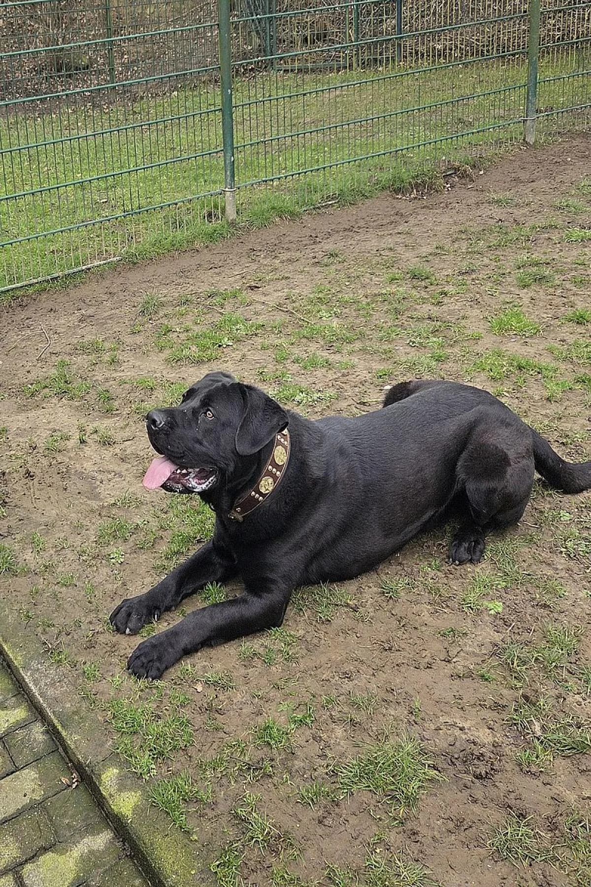 Winnie Puh, schwarz male Mixed Breed for adoption at Tierheim Bochum, Bochum — photo 3 of 5