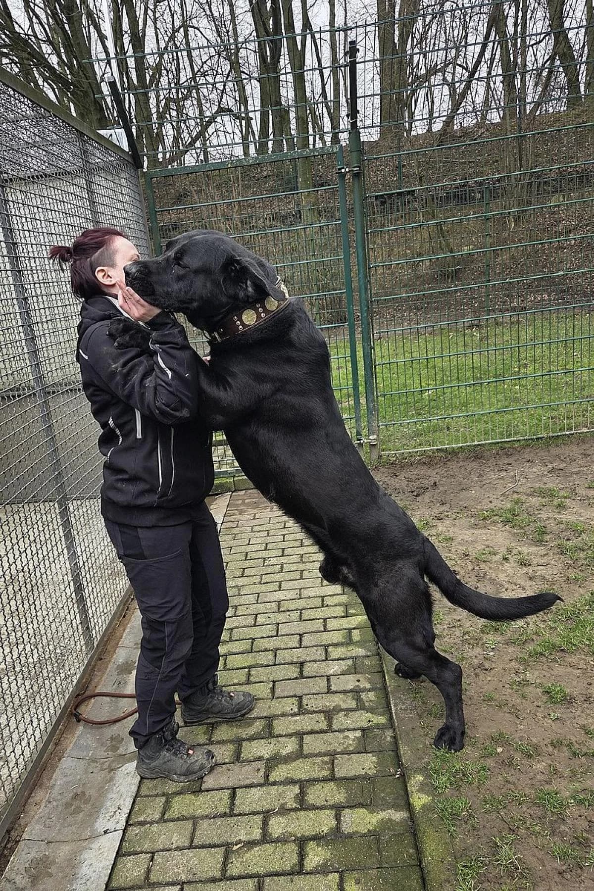 Winnie Puh, schwarz male Mixed Breed for adoption at Tierheim Bochum, Bochum — photo 4 of 5