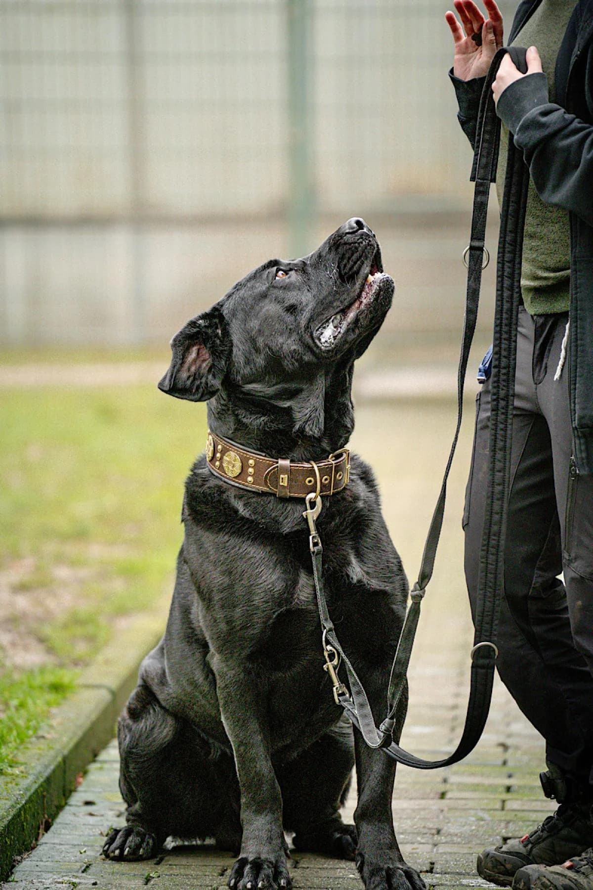 Winnie Puh, schwarz male Mixed Breed for adoption at Tierheim Bochum, Bochum — photo 5 of 5