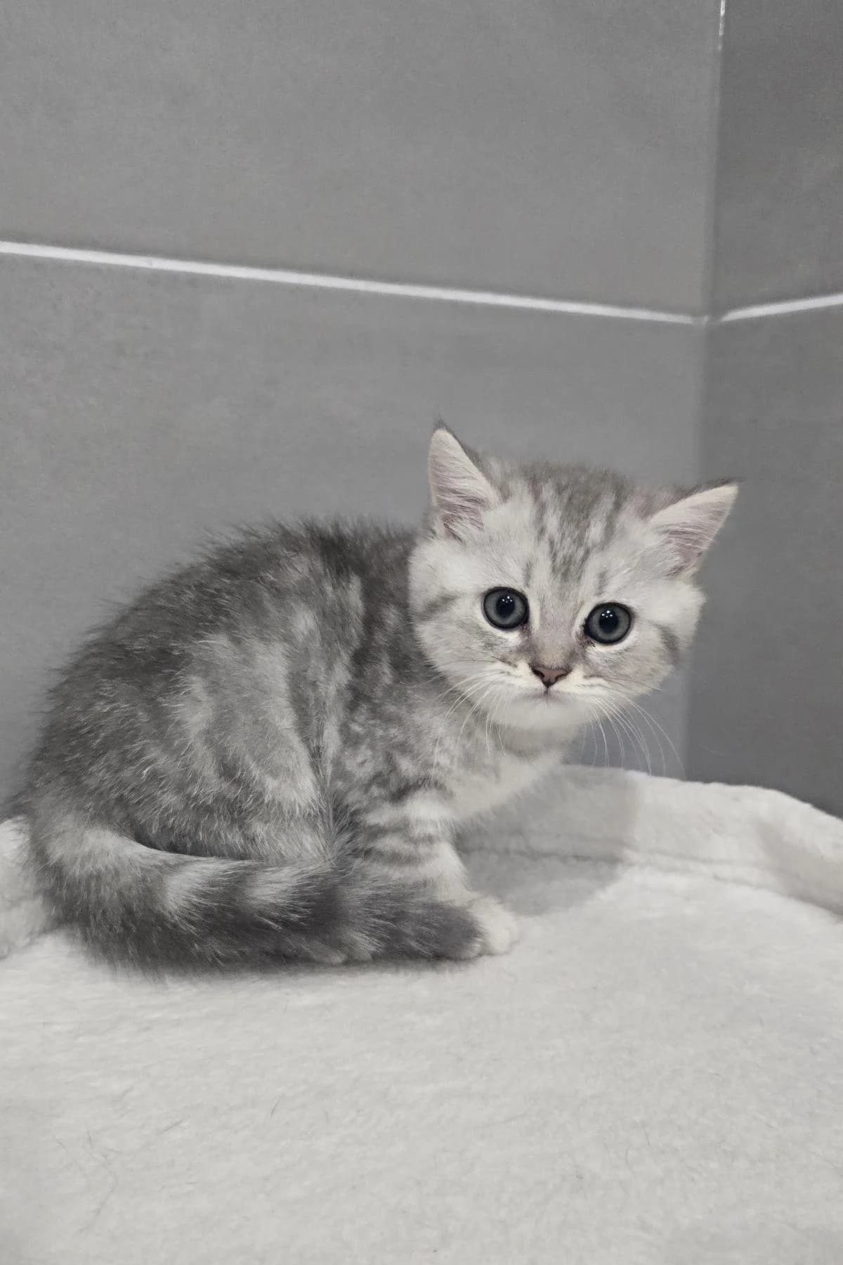 Zara, grau-getigert female puppy mixed breed for adoption at Tierheim Bochum, Bochum