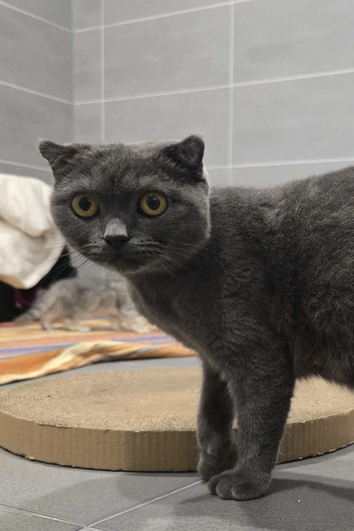 Zazie, blau female young Scottish Fold for adoption at Tierheim Bochum, Bochum