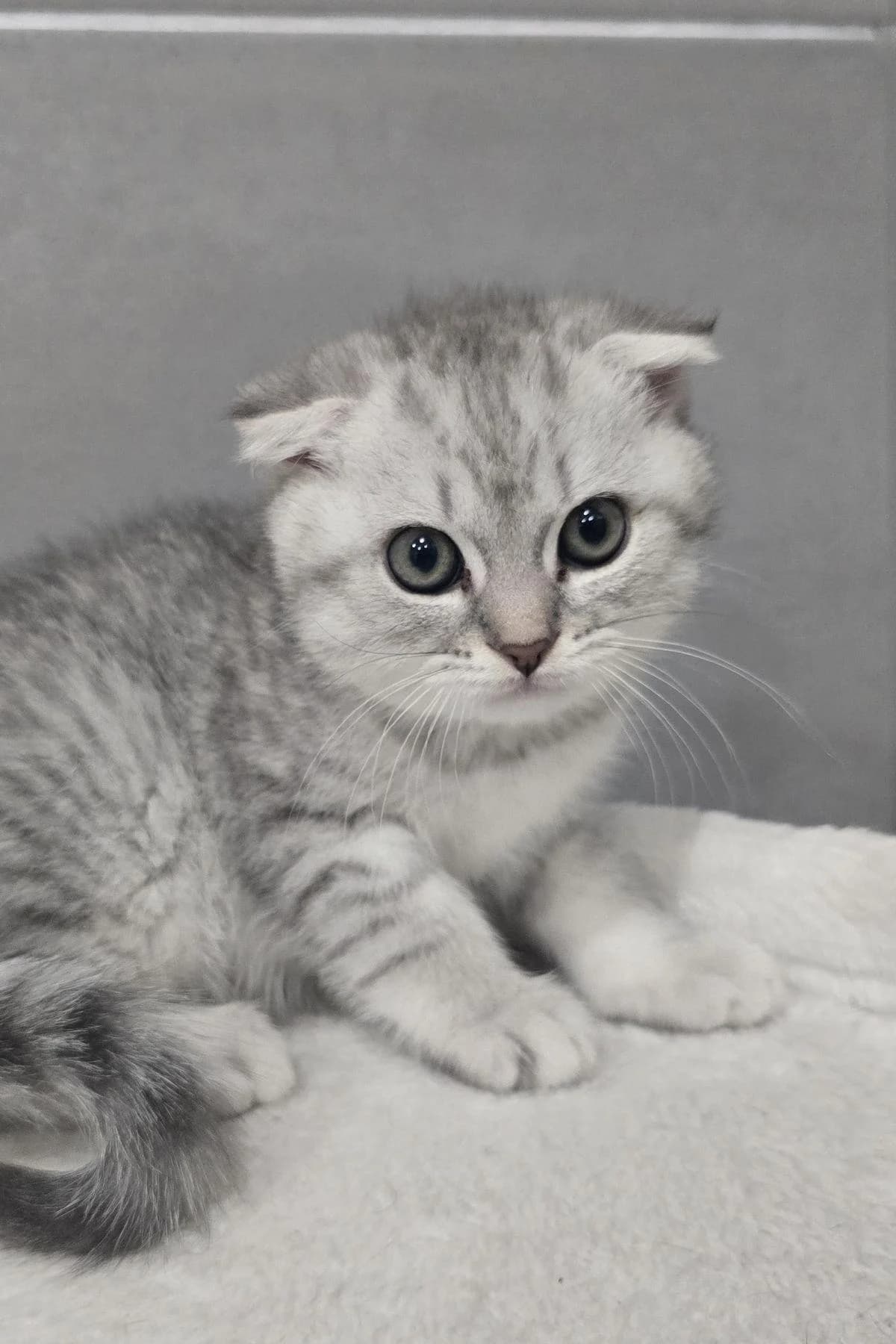 Zion, grau-getigert male puppy mixed breed for adoption at Tierheim Bochum, Bochum