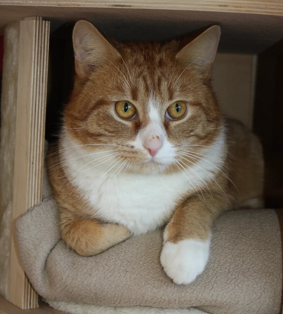 Vorgemerkt: Adenauer, male mixed breed for adoption at Tierheim Bonn, Bonn