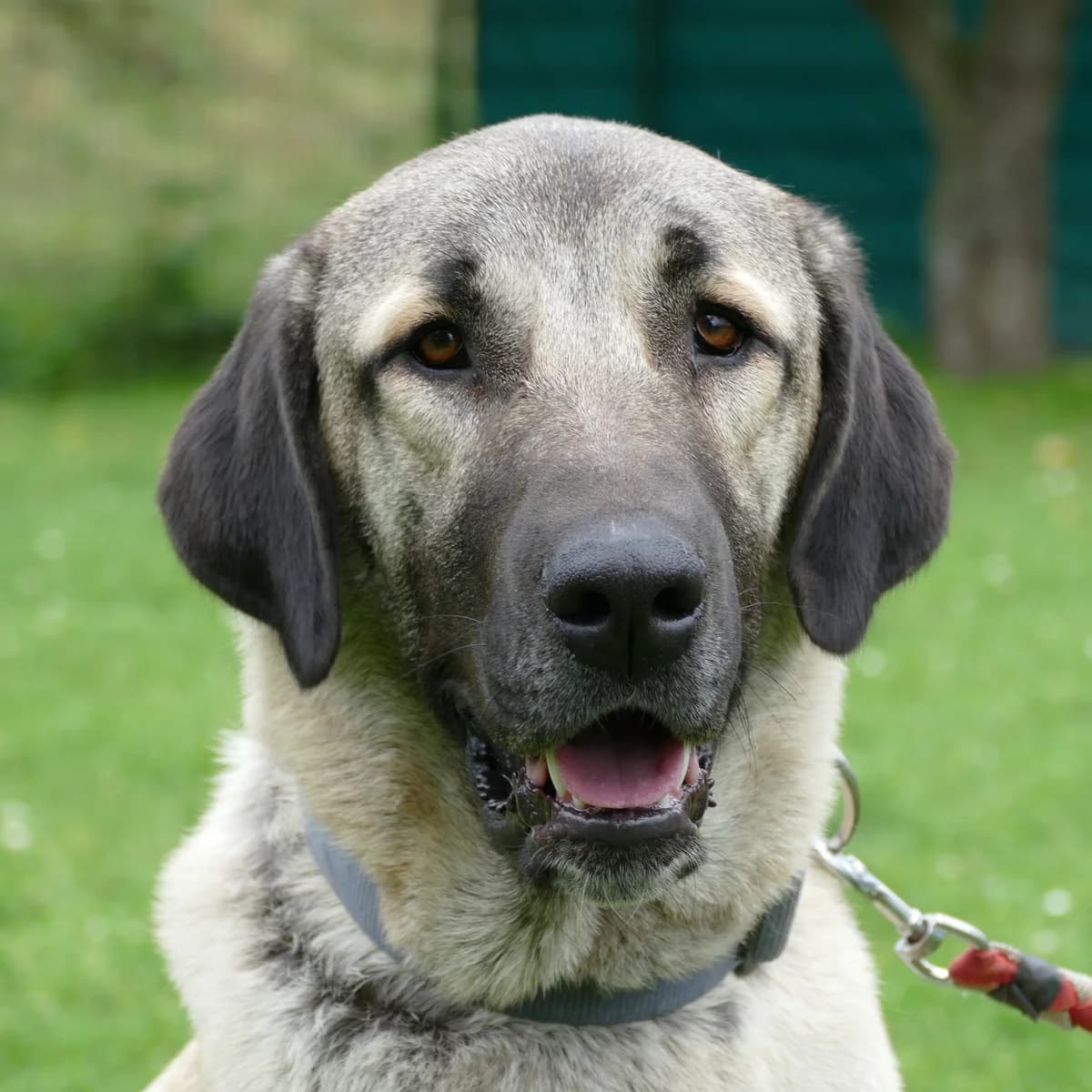 Aleta, female mixed breed for adoption at Tierheim Bonn, Bonn