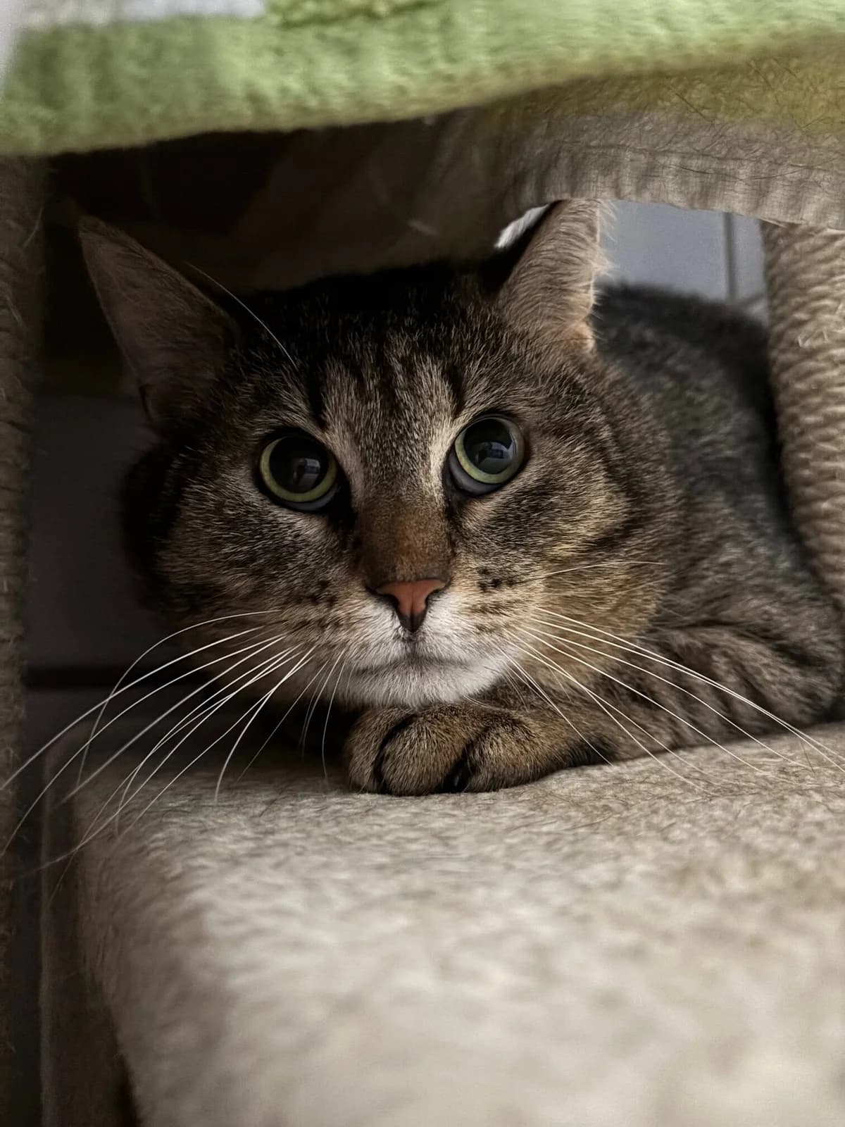 Basti, male mixed breed for adoption at Tierheim Bonn, Bonn