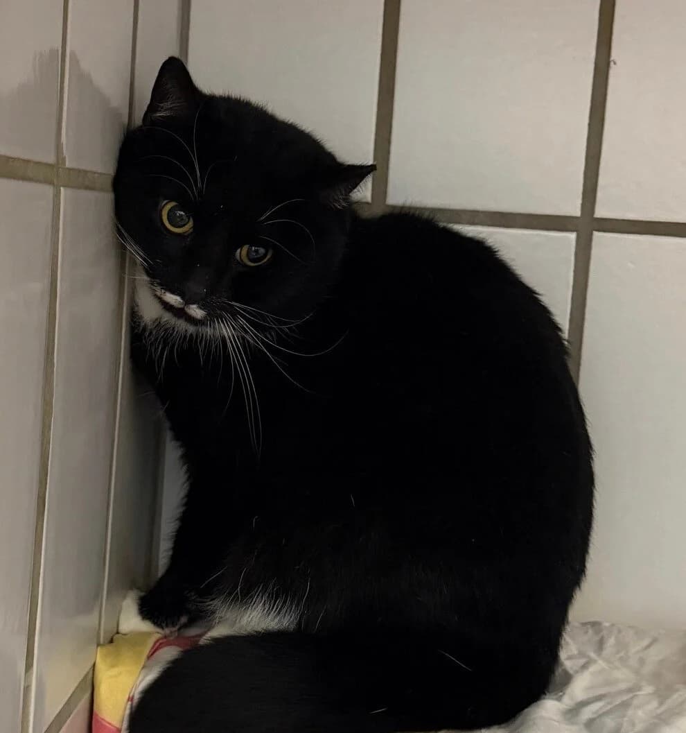 Bjarni, male mixed breed for adoption at Tierheim Bonn, Bonn