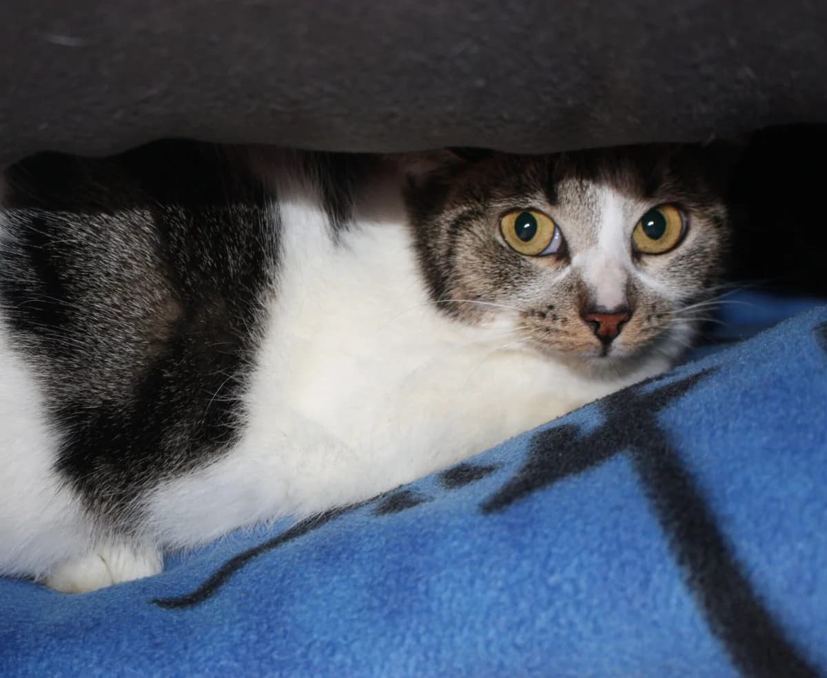 Catinka, female mixed breed for adoption at Tierheim Bonn, Bonn