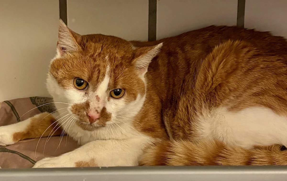 Chucky, male mixed breed for adoption at Tierheim Bonn, Bonn