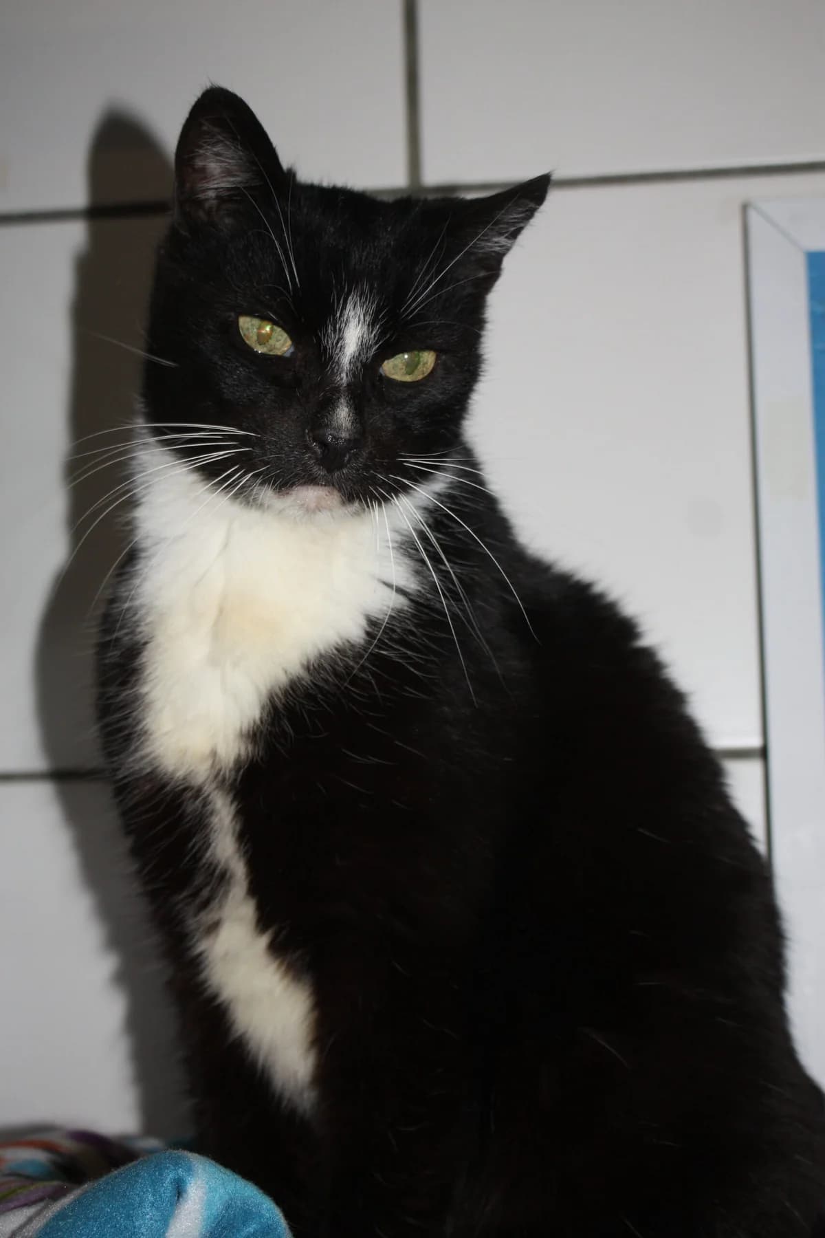 Flip, male mixed breed for adoption at Tierheim Bonn, Bonn