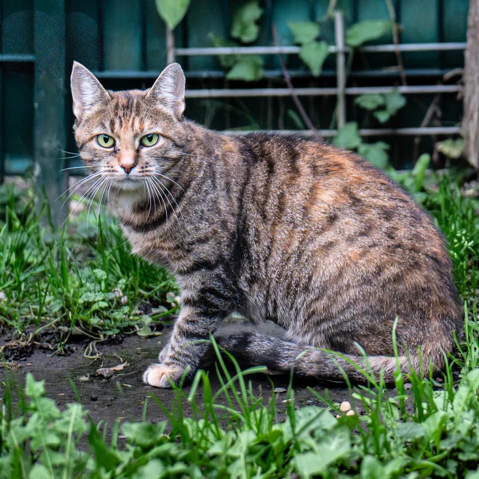 Gundel, female mixed breed for adoption at Tierheim Bonn, Bonn