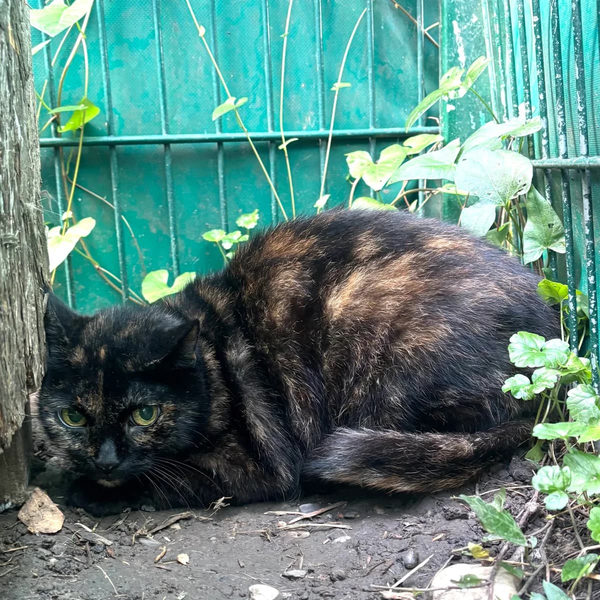 Jeany, female mixed breed for adoption at Tierheim Bonn, Bonn