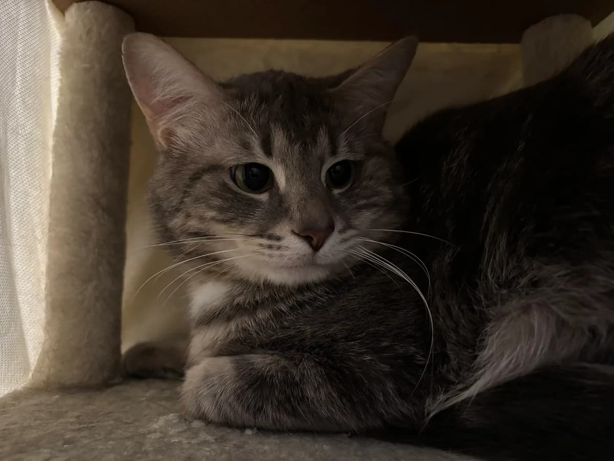 Karl, male young European Shorthair for adoption at Tierheim Bonn, Bonn