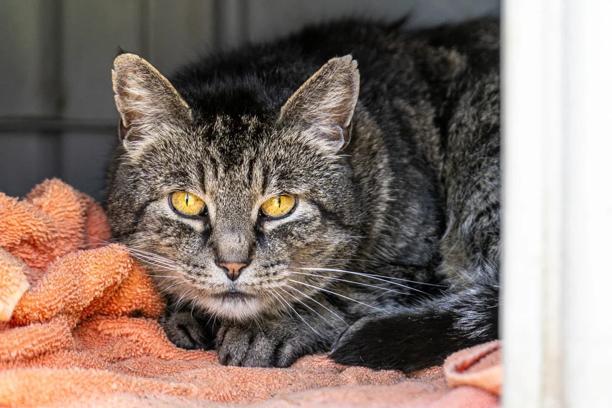 Karlchen, male mixed breed for adoption at Tierheim Bonn, Bonn
