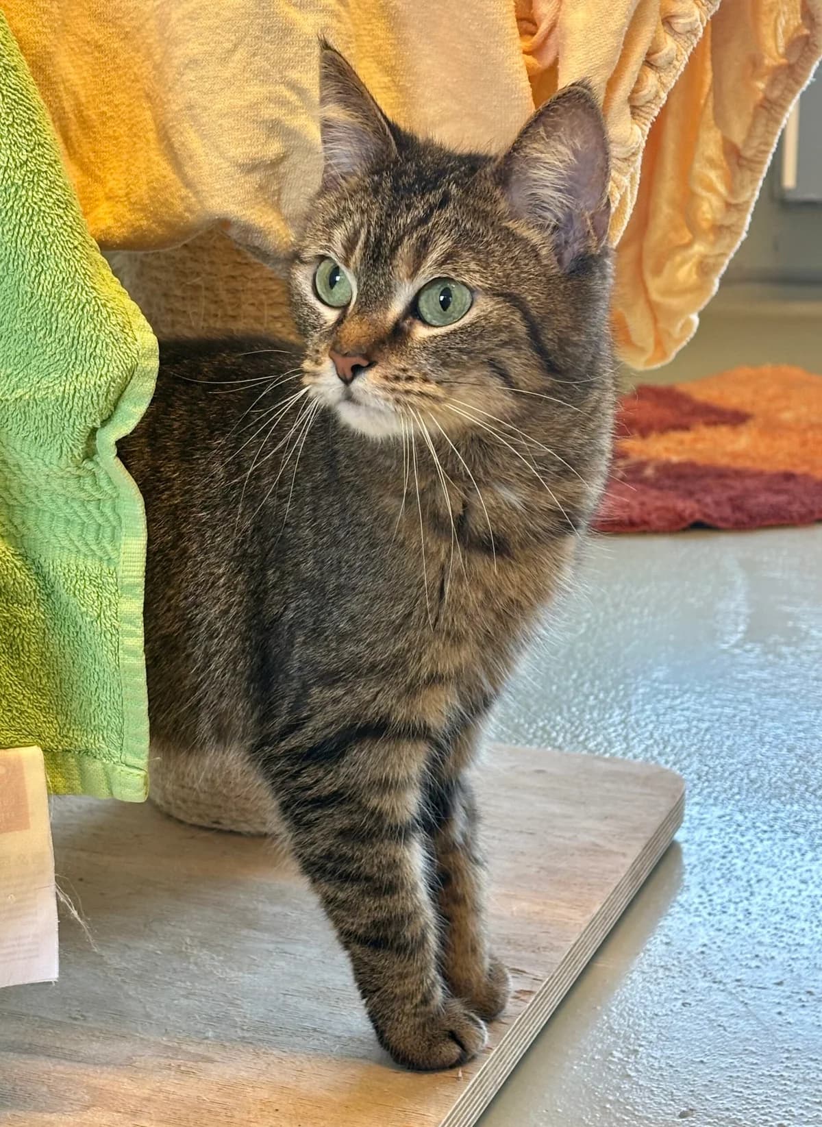 Lotus, female 5yo mixed breed for adoption at Tierheim Bonn, Bonn