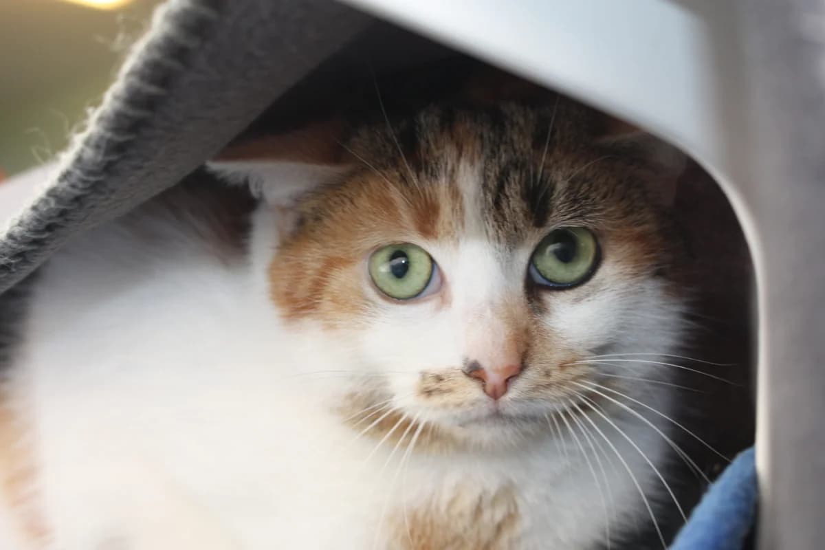 Maleika, female mixed breed for adoption at Tierheim Bonn, Bonn