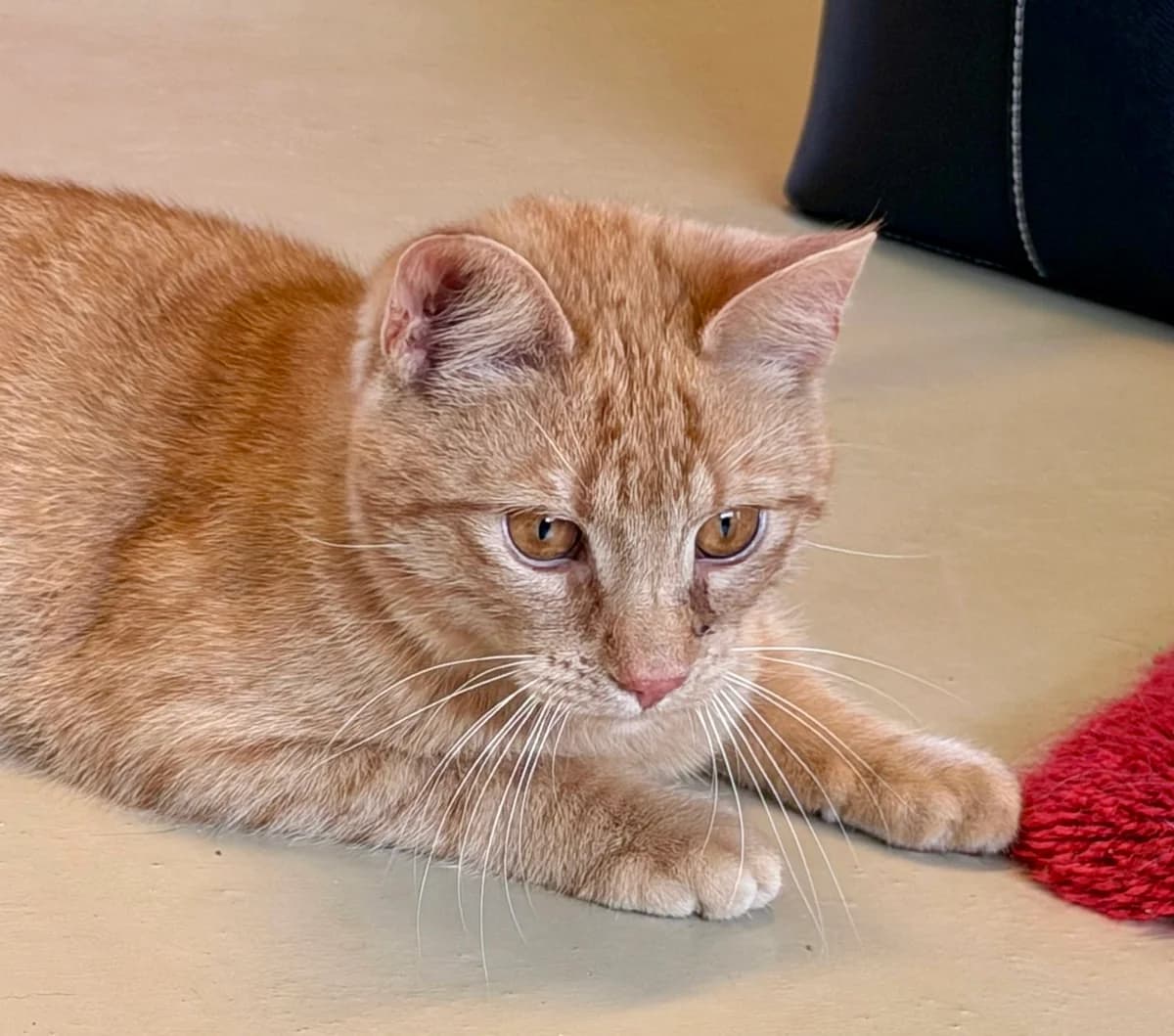 Vorgemerkt: Mango,  (Tierheim Bonn)