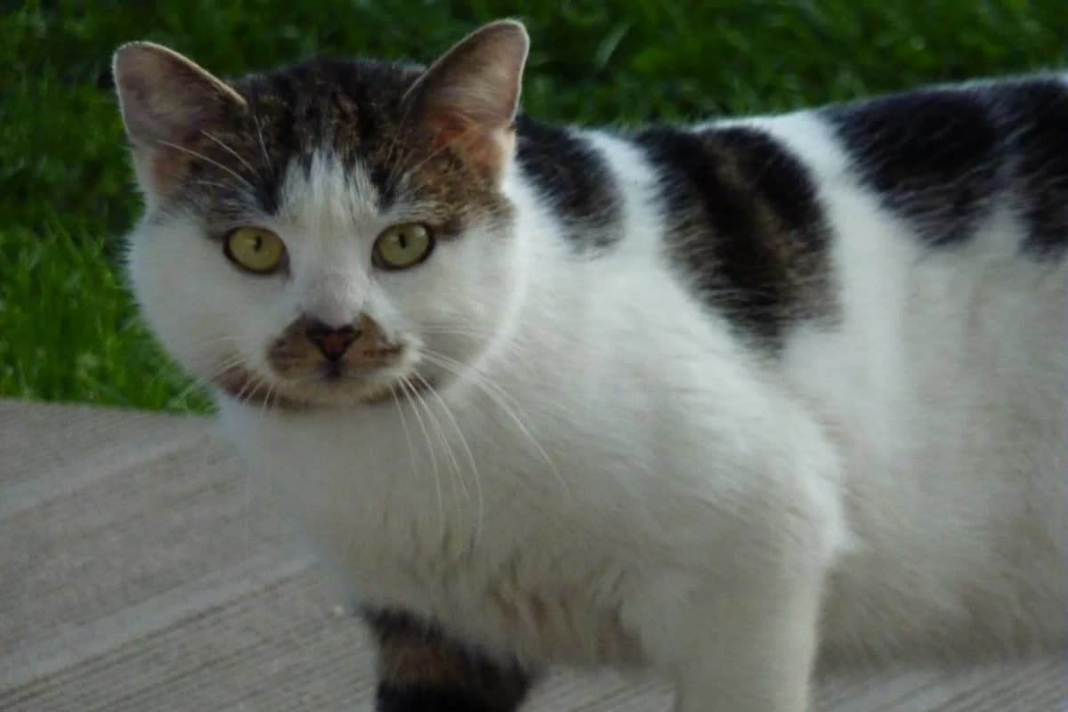 Michi,  (Tierheim Bonn)
