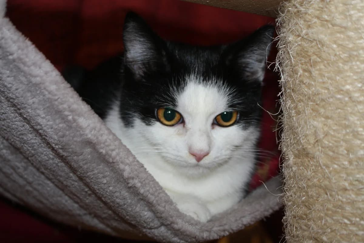 Miez, female mixed breed for adoption at Tierheim Bonn, Bonn