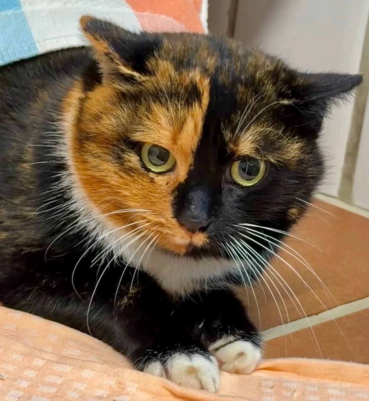 Moonie, female mixed breed for adoption at Tierheim Bonn, Bonn