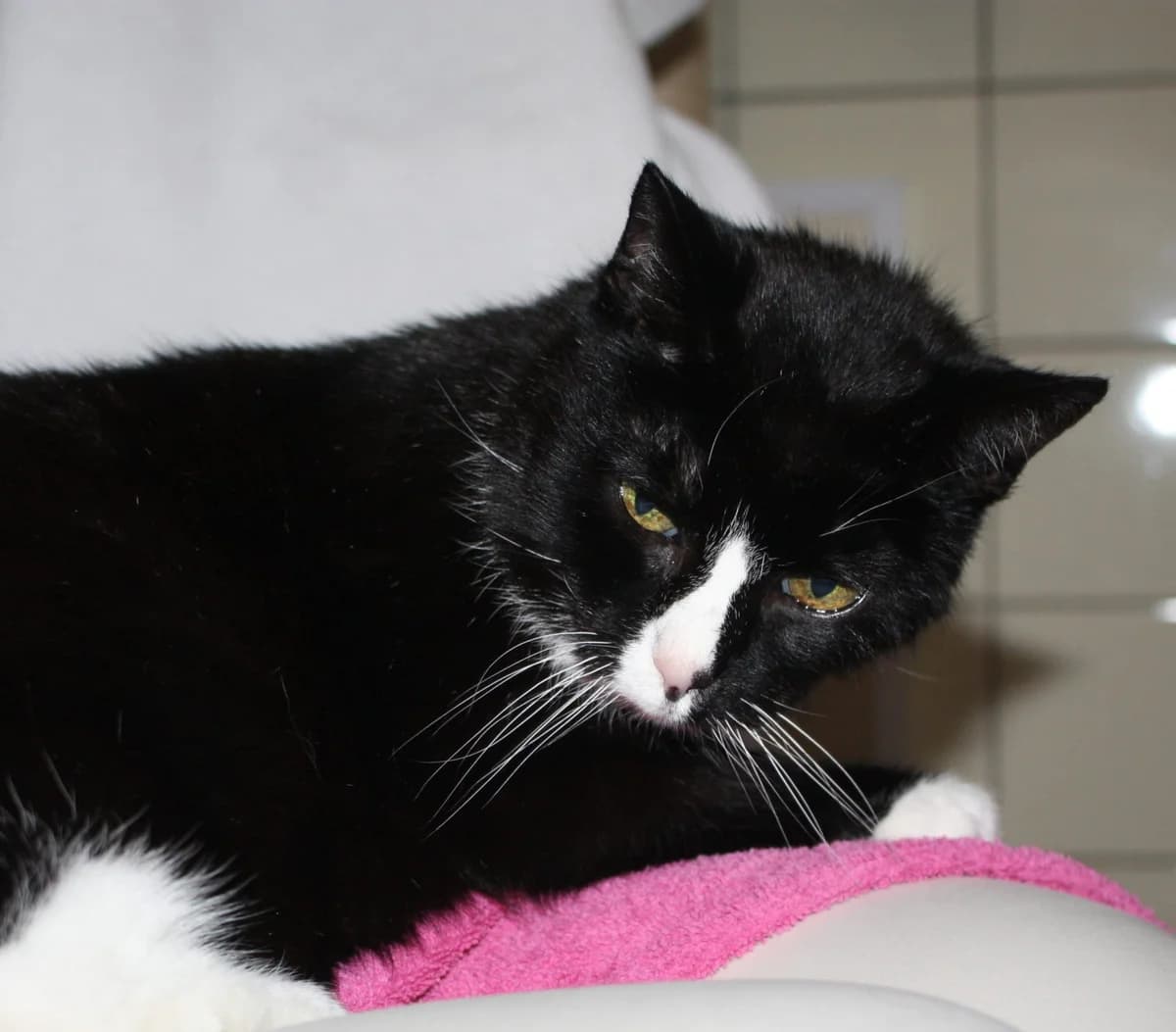 Resi, female mixed breed for adoption at Tierheim Bonn, Bonn