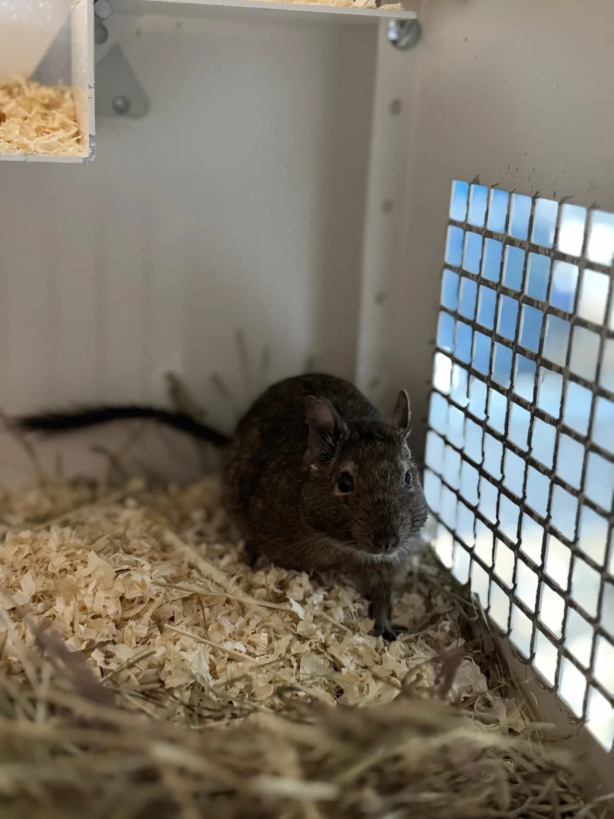 Suki,  Degu for adoption at Tierheim Bonn, Bonn