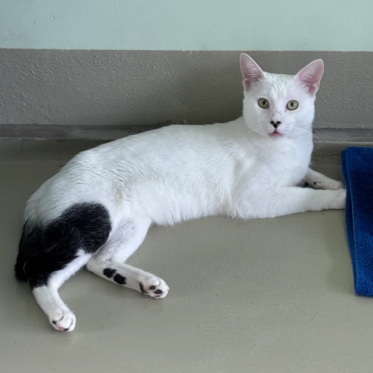 Taubsi, weiß male 3yo mixed breed for adoption at Tierheim Bonn, Bonn
