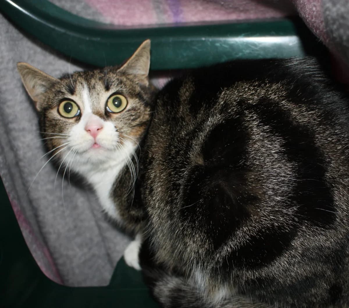 Vitty, female mixed breed for adoption at Tierheim Bonn, Bonn