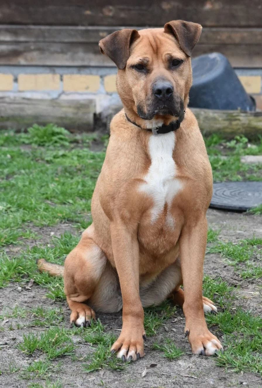 Ruby, female Mixed Breed for adoption at Tierheim Brandenburg an der Havel, Brandenburg