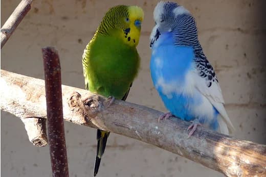 Wellensittiche,  mixed breed for adoption at Tierheim Braunschweig, Braunschweig