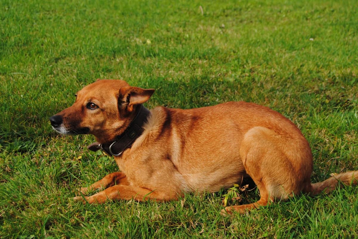 Flocke, female senior Mixed Breed for adoption at Tierheim Braunschweig, Braunschweig