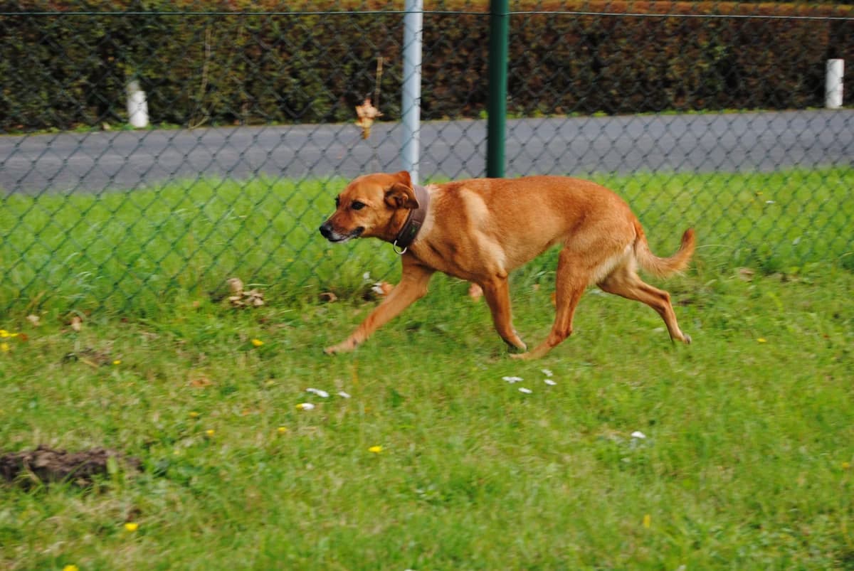 Flocke, female Mixed Breed for adoption at Tierheim Braunschweig, Braunschweig photo 2