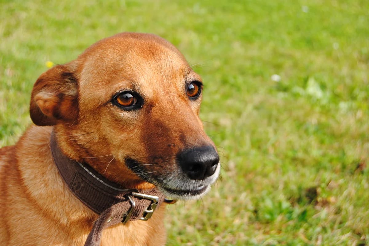 Flocke, female Mixed Breed for adoption at Tierheim Braunschweig, Braunschweig photo 3