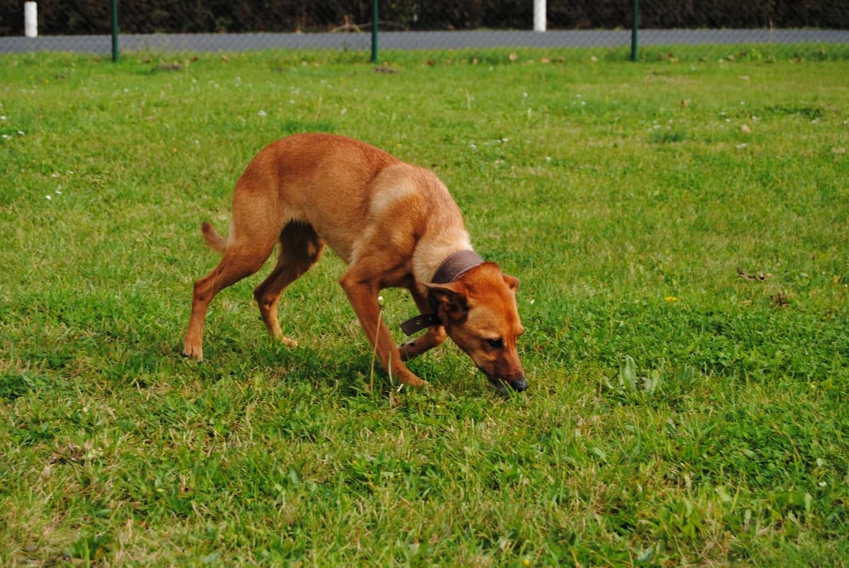 Flocke, female Mixed Breed for adoption at Tierheim Braunschweig, Braunschweig photo 4