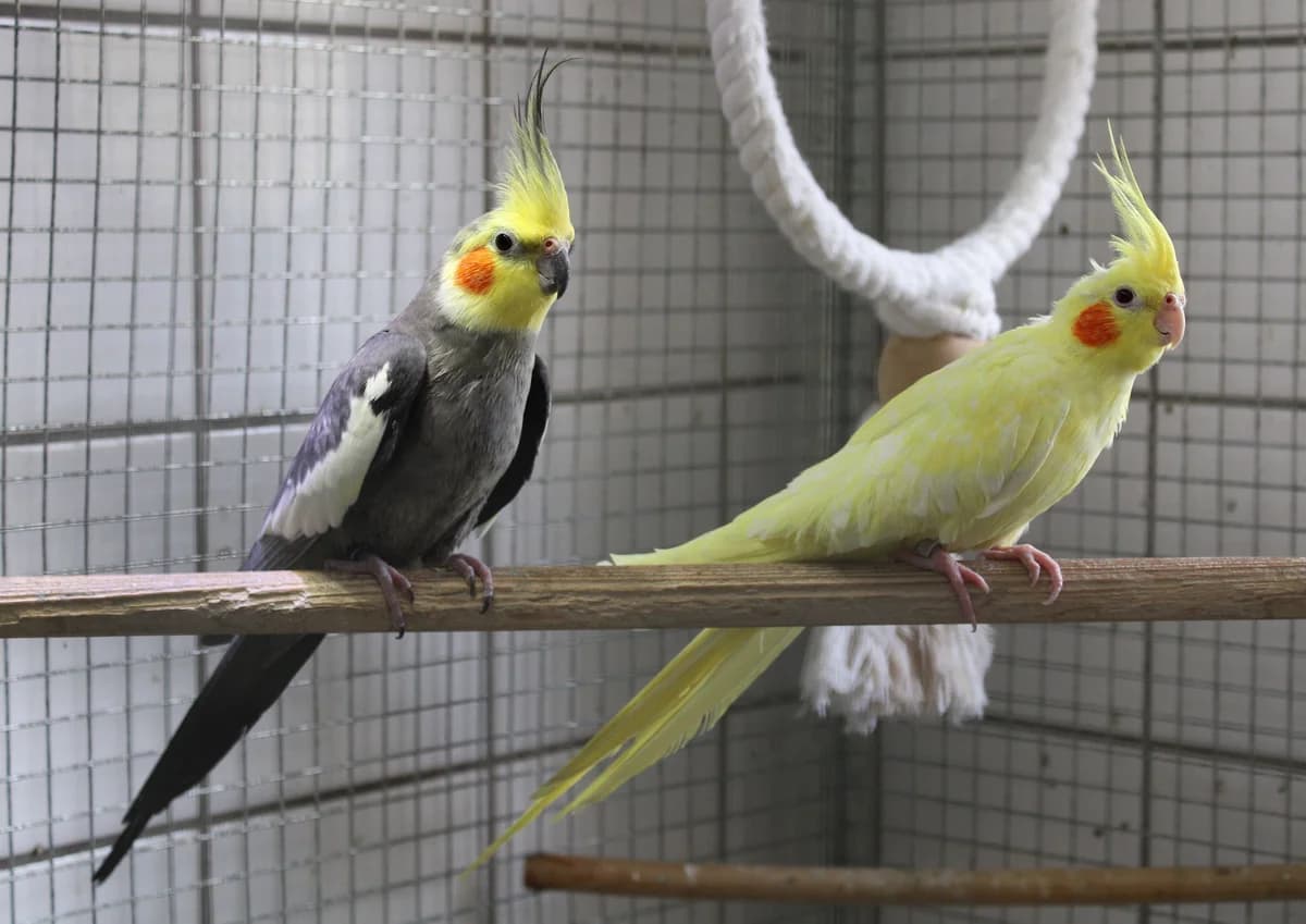 Nymphensittiche,  mixed breed for adoption at Tierheim Braunschweig, Braunschweig