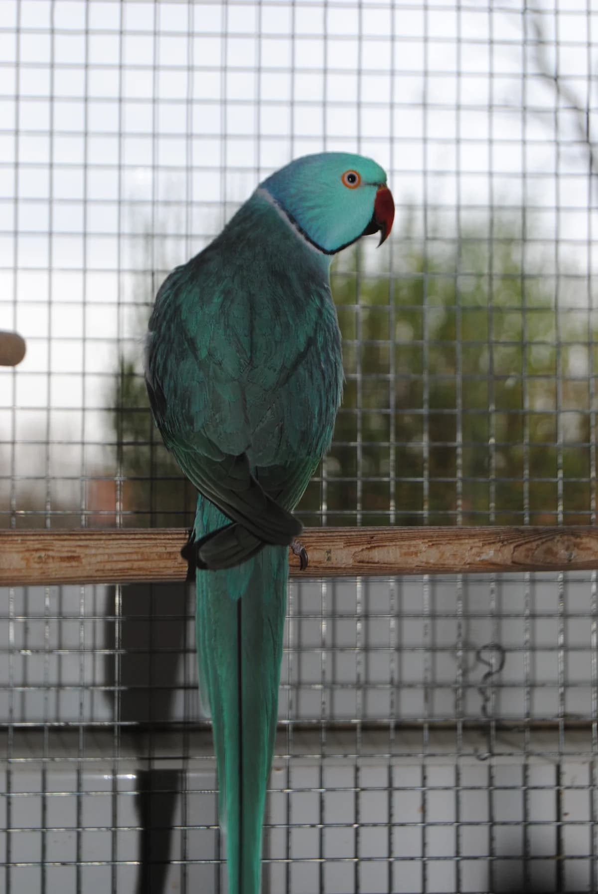 Halsbandsittich,  mixed breed for adoption at Tierheim Braunschweig, Braunschweig