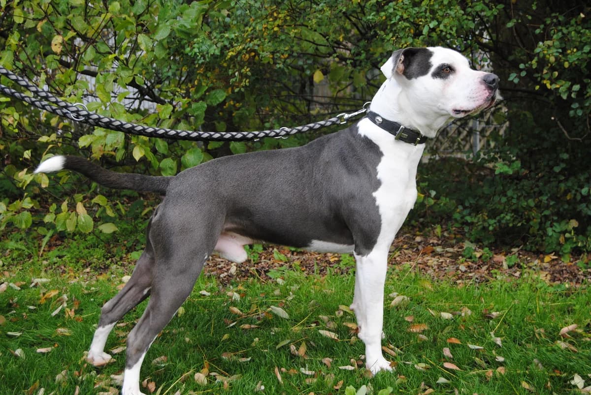 Anton, male senior Staffordshire Bull Terrier for adoption at Tierheim Braunschweig, Braunschweig