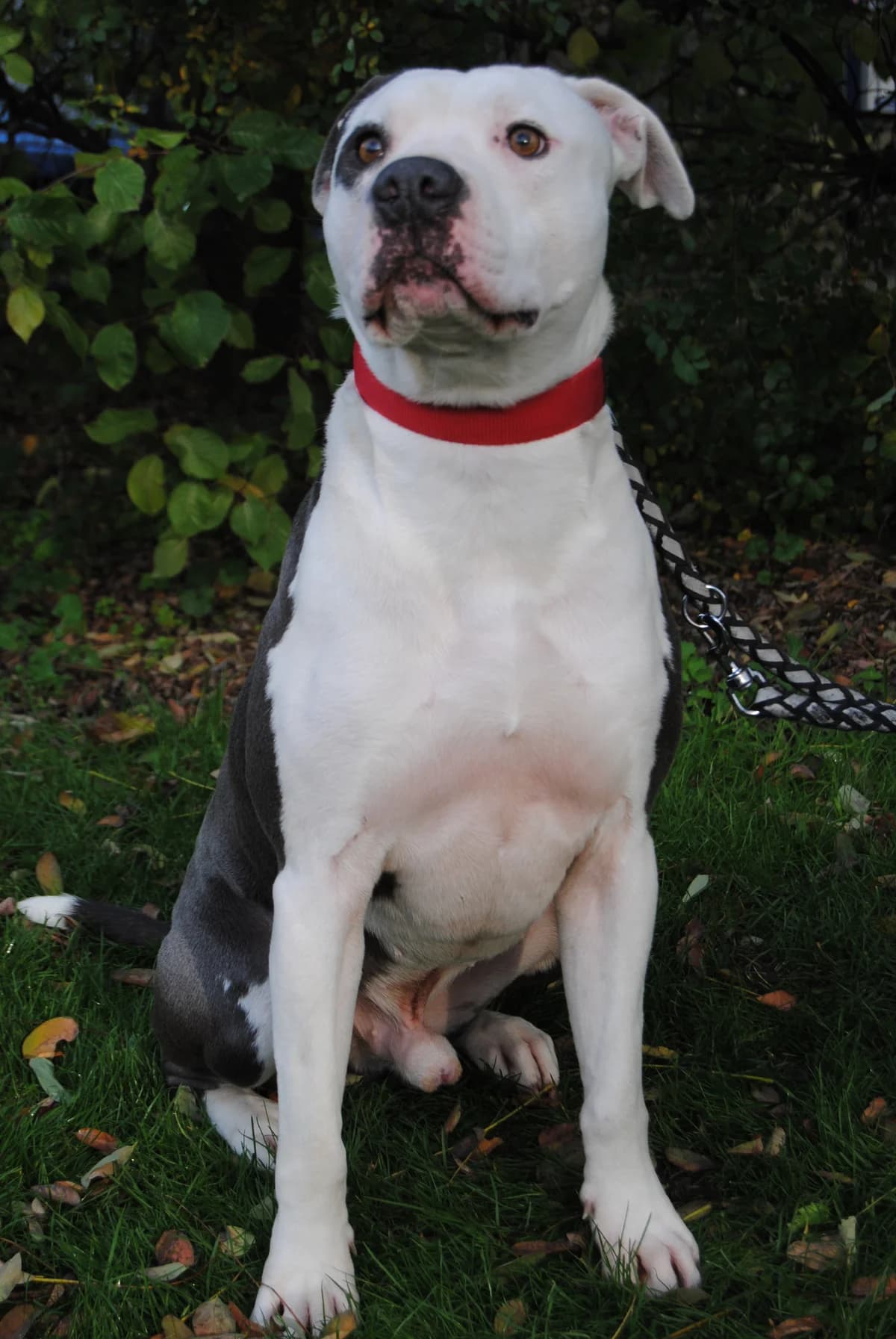 Anton, male Staffordshire Bull Terrier for adoption at Tierheim Braunschweig, Braunschweig photo 2