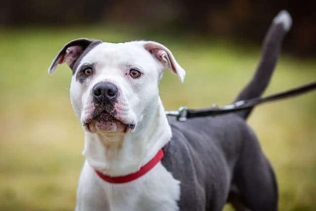 Anton, male Staffordshire Bull Terrier for adoption at Tierheim Braunschweig, Braunschweig photo 3