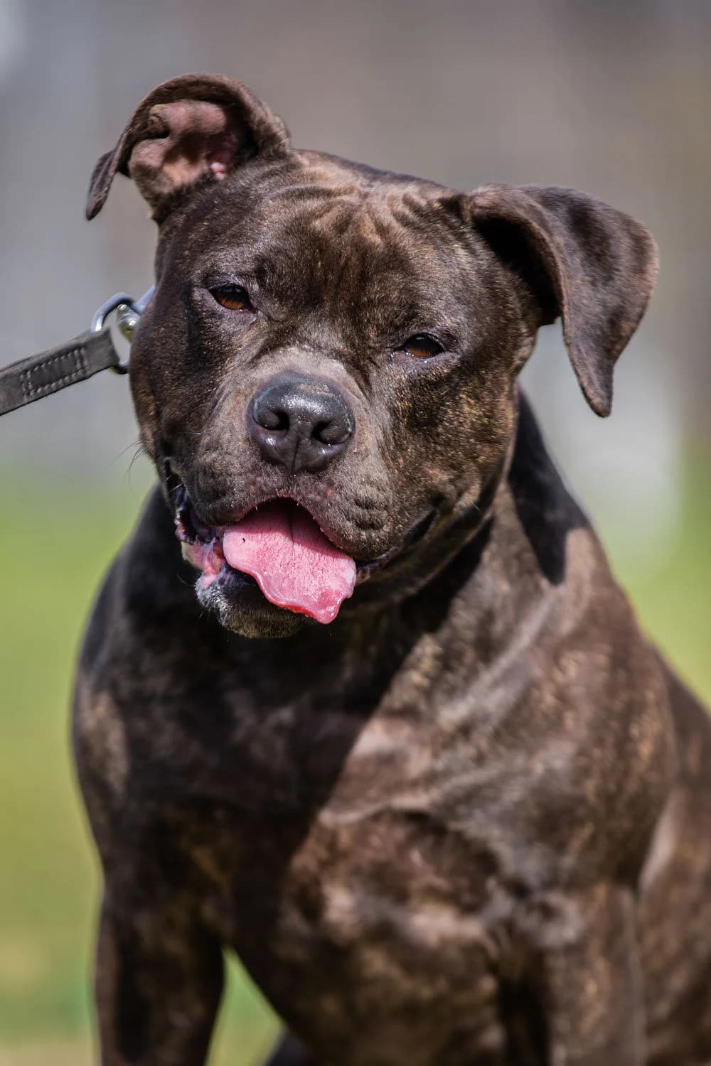 Letty, female senior English Bulldog for adoption at Tierheim Braunschweig, Braunschweig