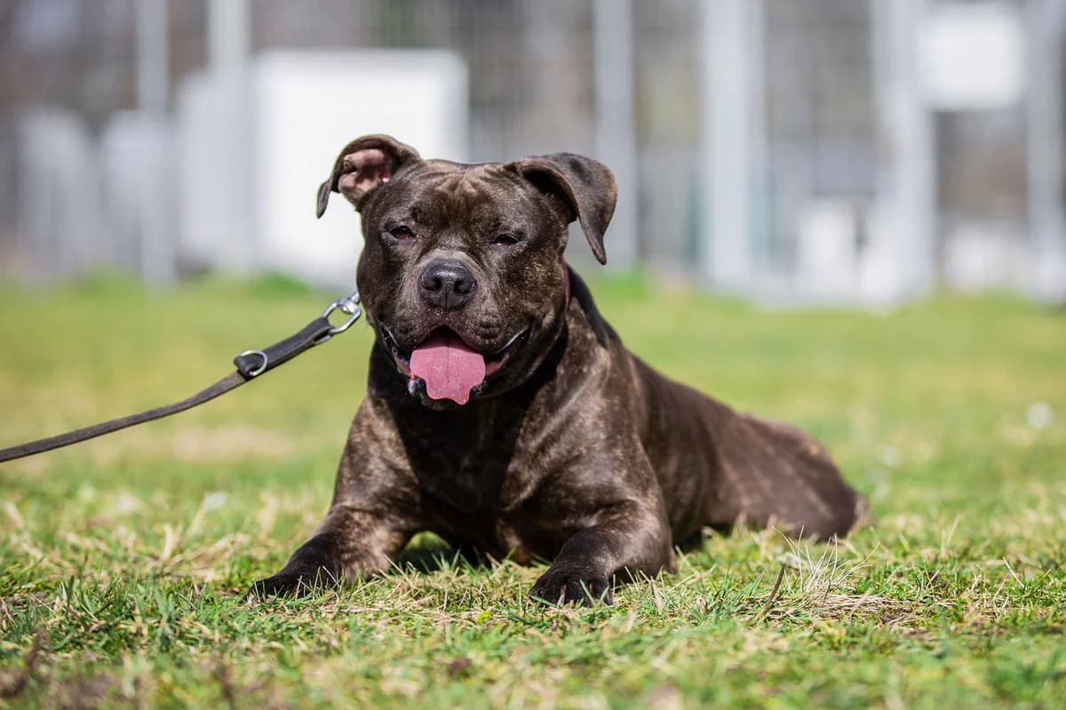 Letty, female English Bulldog for adoption at Tierheim Braunschweig, Braunschweig photo 2