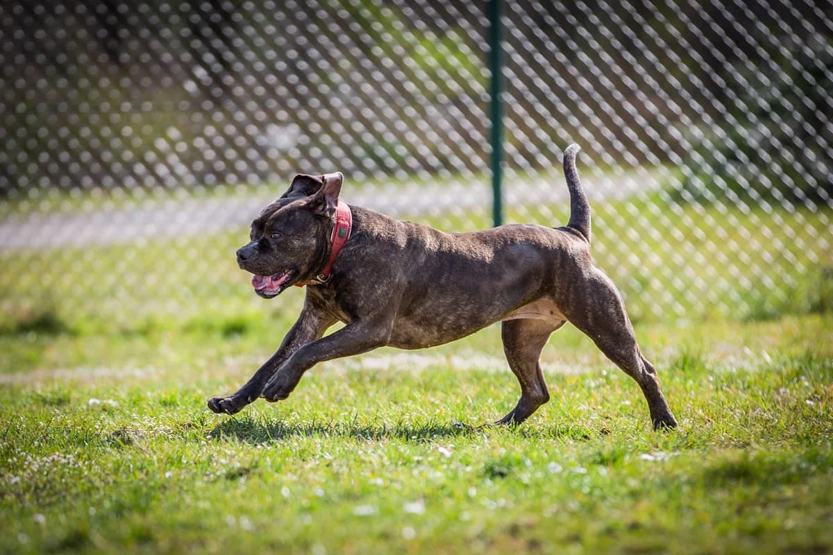 Letty, female English Bulldog for adoption at Tierheim Braunschweig, Braunschweig photo 3
